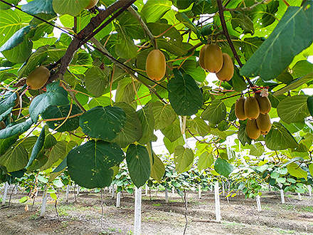 九游体育app下载基地展示三
