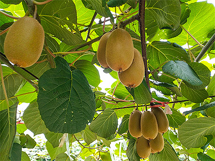 九游体育app下载基地展示四