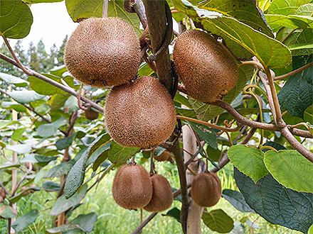 九游体育app下载基地展示六